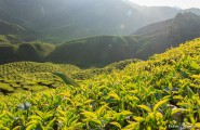 Cameron Highlands